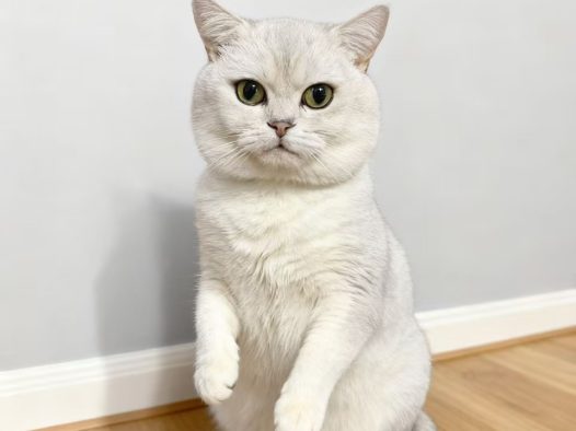 《我的猫主子 “大白”：一只把阳光睡成日常的 “白团子”》